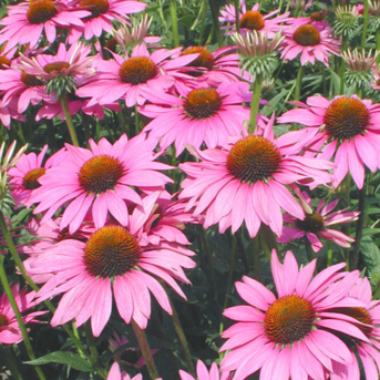 Echinacea