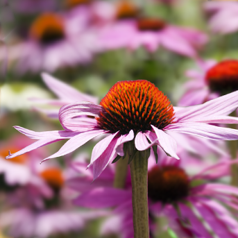 Echinacea
