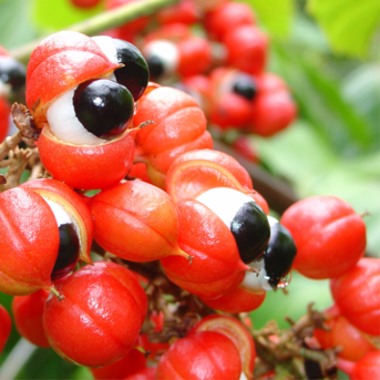 Guarana
