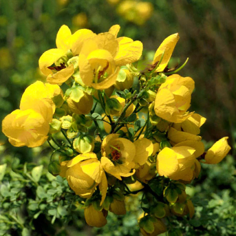 Senna