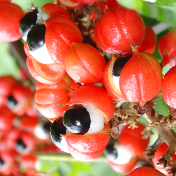Guarana