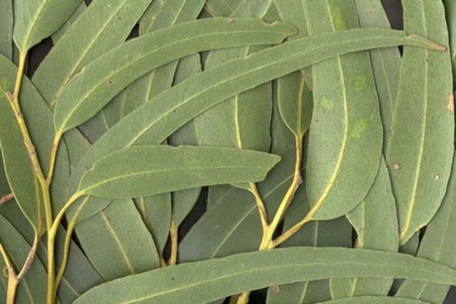 20 HERBS + EUCALYPTUS