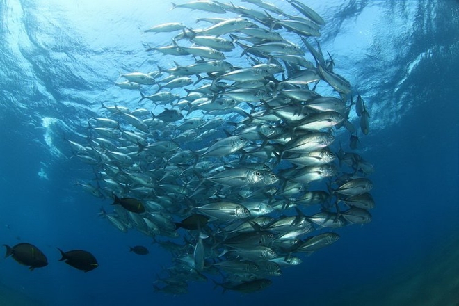 Omega-3 Multivit